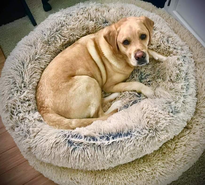 samanthas_frnds's tweet photo. Ambassador Levi sleeping on stacked beds while momma is cleaning the carpet. He is so loving the double stack ๐คฃ๐๐พ ๐ถ๐โค๐ฅฐ #spoileddog #princelevi
#samanthasfriends
#October9 #May21
#seguidedogs
#changinglives https://t.co/ceYx3MSg10