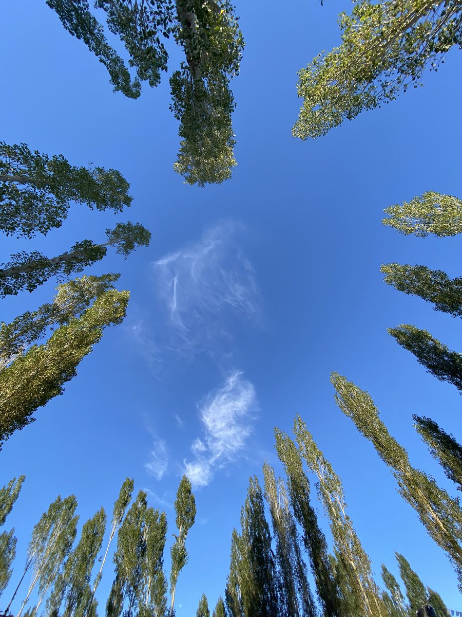 arpankalita's tweet photo. Last few days of this canopy !! 

#leh #ladakh #Summer #poplartree @happydrifters https://t.co/e4GN7KDYlO