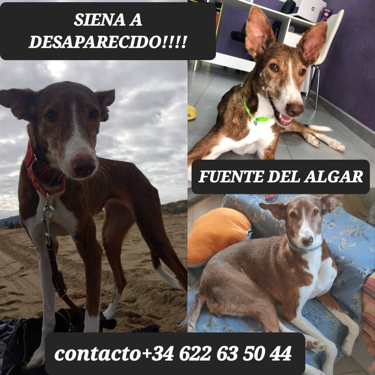 huellassalvadas's tweet photo. 🆘 SIENA SE HA PERDIDO🆘

POR FAVOR CHICOS OS ROGAMOS MUCHA DIFUSIÓN, NUESTRA SIENA SE HA PERDIDO EN LAS FUENTES DE ALGAR.
LLEVA CHAPA Y SE DEJA COGER, POR FAVOR AYUDADNOS A ENCONTRARLA https://t.co/0HI0gqjXIT