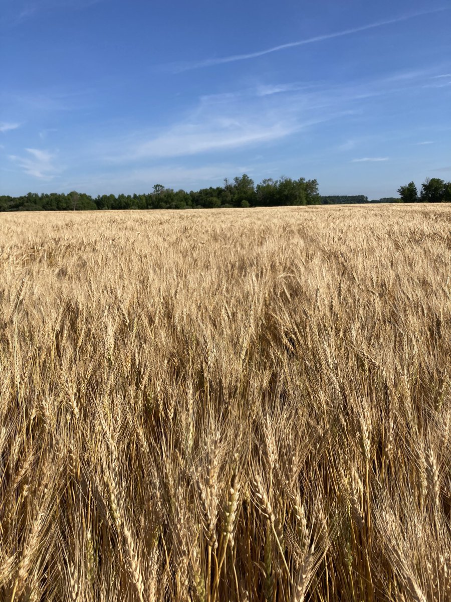 Earlier seeded spring wheat will start coming off in the next few weeks in eastern MB.
