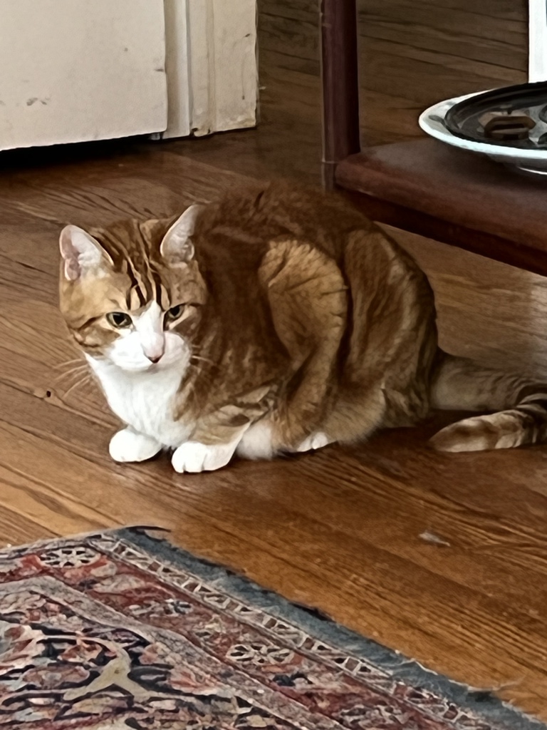 classwarkitteh's tweet photo. The original #ClassWarKitteh, Jack, is still thriving. https://t.co/PMg5yk2SYI