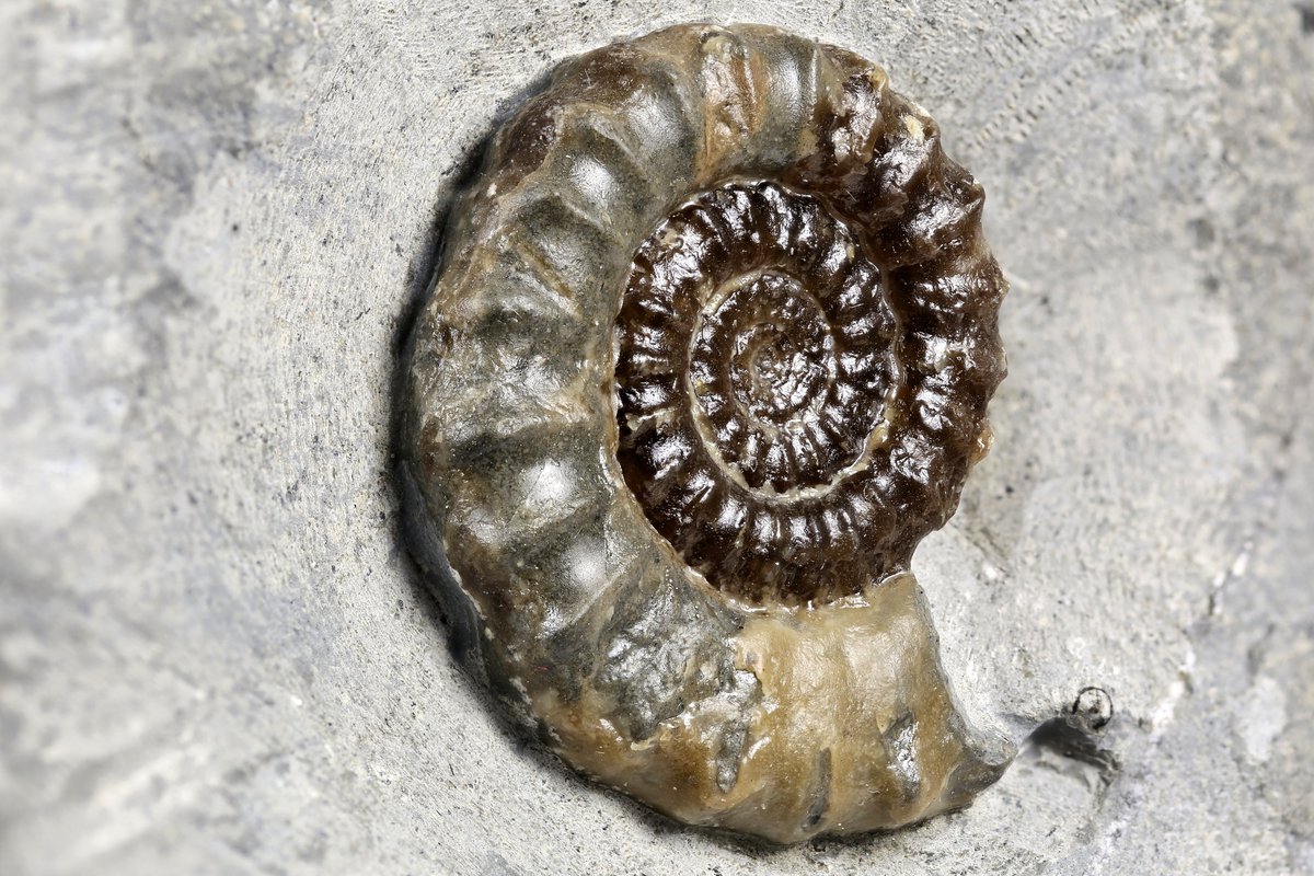 HomeFarmHotel's tweet photo. Home Farm Hotel is the ideal base to explore the world famous Jurassic Coast from this Autumn. Just 15 miles and 20 mins from Charmouth's amazing fossil beach ideal for walks and fossil finding. Just one of the many things to do very near us!
#JurassicCoast #WorldHeritageSite https://t.co/2kIp57EQot