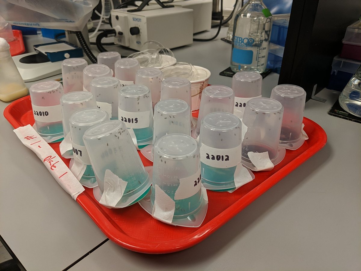 Spending my day egg picking to set up a large population for extreme QTL mapping, lead by @LlewellynGreen. So exciting when someone in the lab starts a new ambitious project, and also when the lab works together to get it across the finish line.