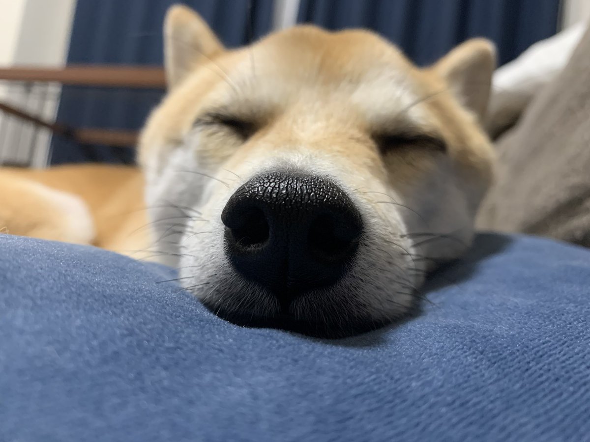 kinakoooo_0816's tweet photo. おやすみなさい⭐ https://t.co/9j7xaKTdb4