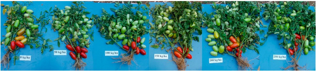 Horticul_MDPI's tweet photo. 🧐New Paper Published: Towards the Optimal Mineral N #Fertilization for Improving Peeled #Tomato Quality Grown in Southern Italy.

✍️By Mario Parisi et al.

🔗Link: https://t.co/jMmmp6T232

#academic #publishing #MDPI #horticulture #science #scientific #horticulturae #openaccess https://t.co/uJ7MveluFM
