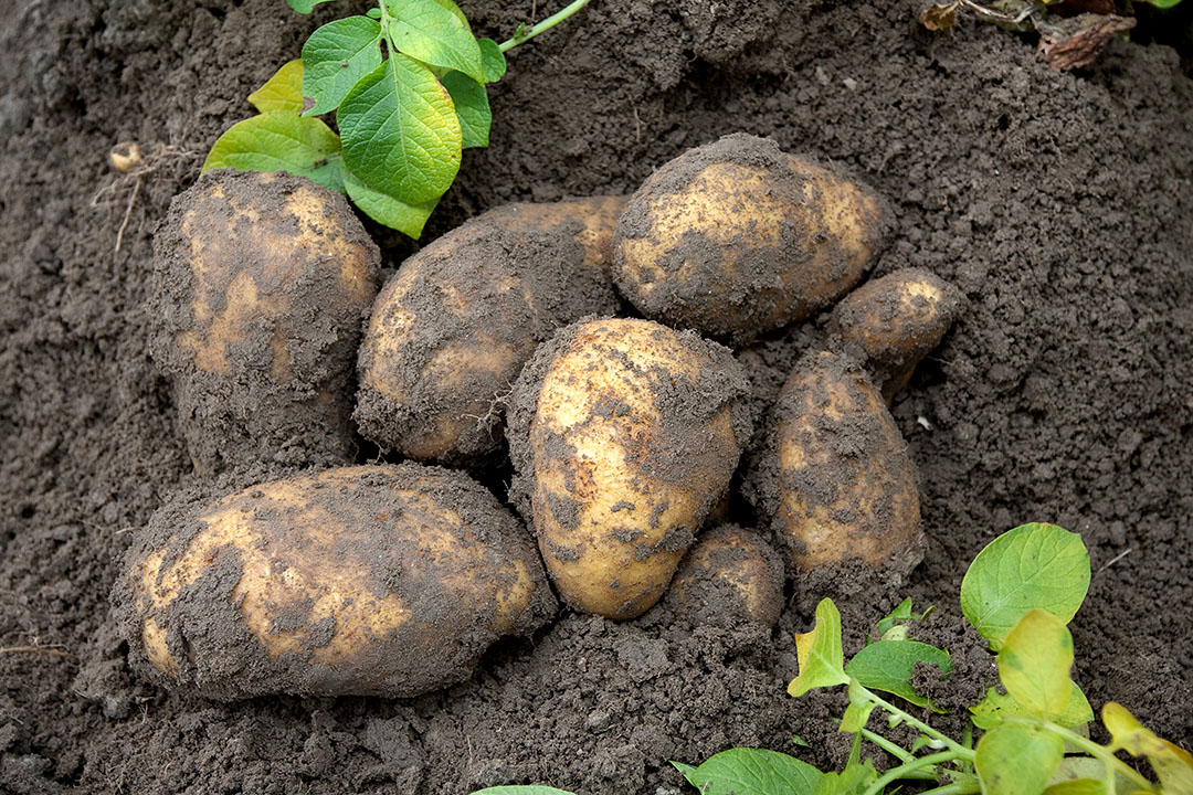 Ondanks de droogte blijven #aardappelen goed groeien. De opbrengst van de belangrijkste fritesaardappelrassen voor de hoofdoogst komt in week 32 uit op bijna 51 ton per hectare, blijkt uit proefrooiingen door Aviko. ☛ boerderij.nl/aviko-groei-aa…