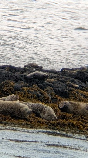 spotter_new's tweet photo. On the Isle of Mull, plenty of bird life around, seen a couple of glimpses of Sea Eagles but nothing good enough to photo. So here is a scope photo of some seals! #isleofmull #mull #wildlife https://t.co/26p87k1810