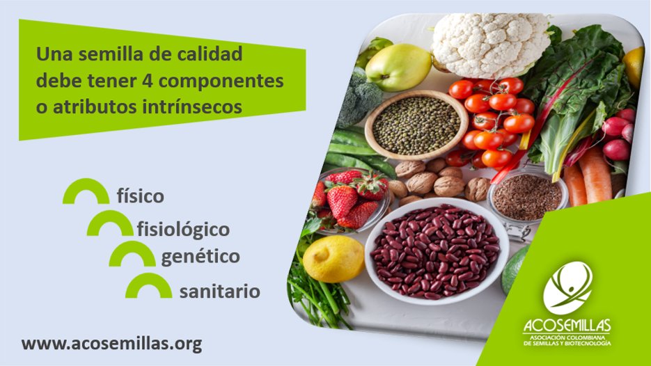 ACOSEMILLAS's tweet photo. #AgroDatos - La #semilla certificada es el resultado de un proceso de mejoramiento genético que implica invertir 7 años o más en investigación y recursos suficientes que llegan a superar los 7 mil millones de pesos en Colombia.🌾🧑‍🌾🔬 @LeoarizaR https://t.co/Ath7ZjjHVQ