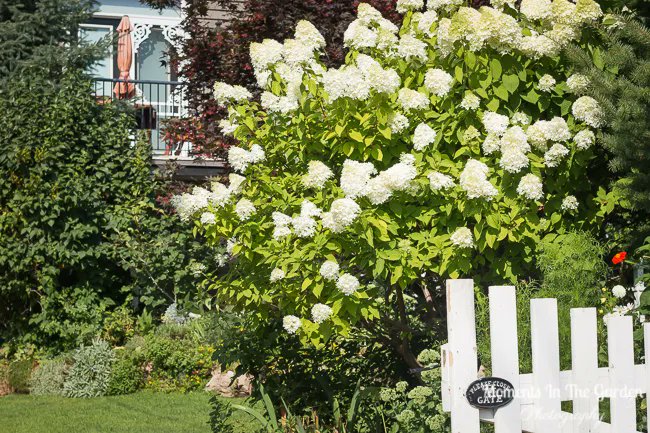 MomentsintheG's tweet photo. The hydrangea paniculata is at its best right now with pure white conical flowers.  #hydrangeapaniculata #hydrangeapaniculatalimelight #featureshrub #midsummergarden #augustgarden #momentsinthegardenphotography https://t.co/bGNk574uex
