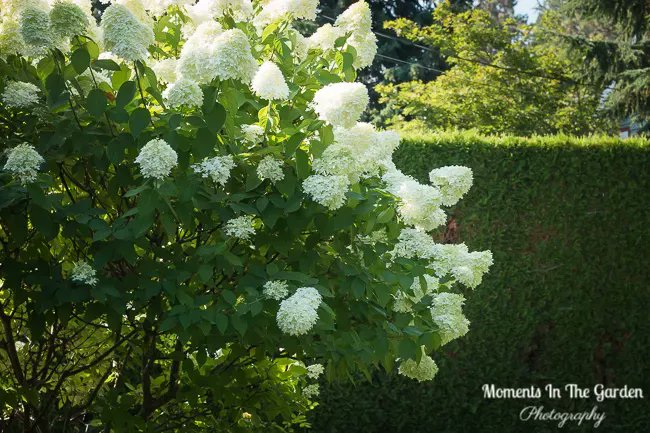 MomentsintheG's tweet photo. The hydrangea paniculata is at its best right now with pure white conical flowers.  #hydrangeapaniculata #hydrangeapaniculatalimelight #featureshrub #midsummergarden #augustgarden #momentsinthegardenphotography https://t.co/bGNk574uex