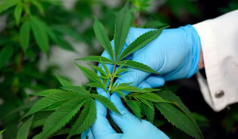 Salud_en_casa1's tweet photo. Automedicarse con cannabis medicinal: Un riesgo inminente. 😱😱

https://t.co/ea30QLN42q  

#cannabismedicinal #noalaautomedicacion https://t.co/OWGkFgnGjZ