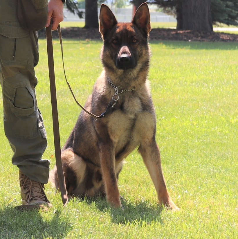 #RCMPNB would like to introduce their newest #CodiacRegionalRCMP member, Nykko! Nykko and his handler Cpl. Jonathan Moreau graduated on July 29 from the #RCMP Police Dog Service Training Centre in Innisfail, Alberta. Congratulations!