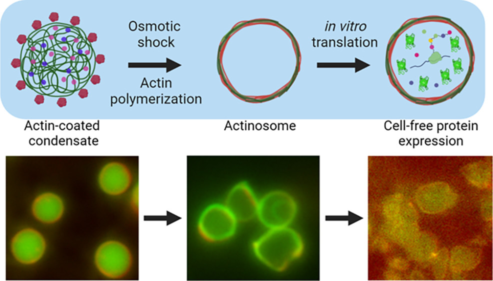 ACS Synthetic Bio tweet media