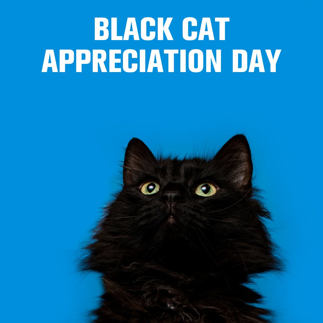 LoyalCompanion_'s tweet photo. Believe it or not, black cats don't actually bring you bad luck! In some cultures they are worshipped and in other cultures it's said they bring romance or prosperity. Let's appreciate these beautiful, sleek creatures and show them some extra love today. 🖤 https://t.co/KpMRIiKSOa