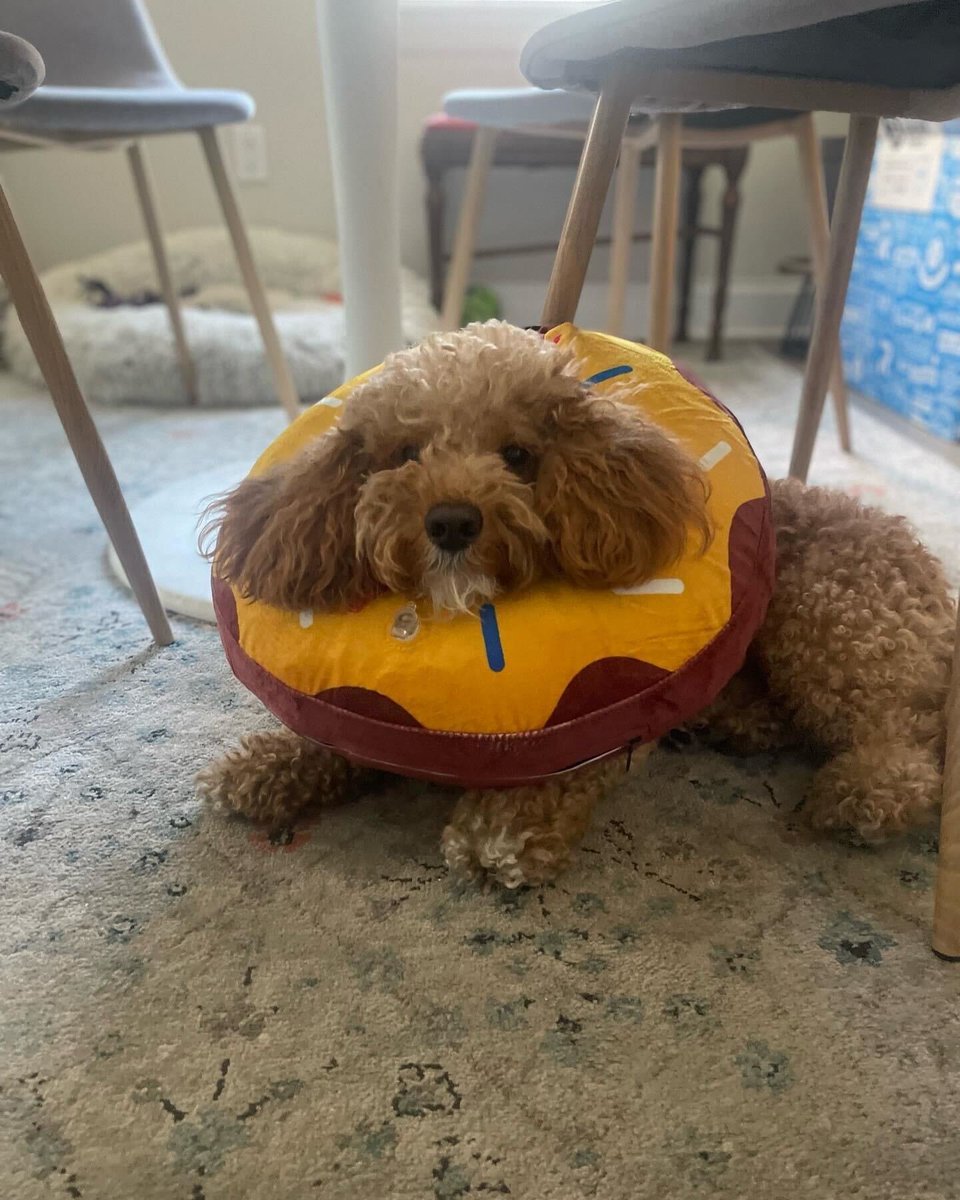 scottamoskowitz's tweet image. My friend's dog just got snipped and I've gotta say whoever came up with the idea to replace cones of shame with donuts deserves to get filthy stinkin' rich.