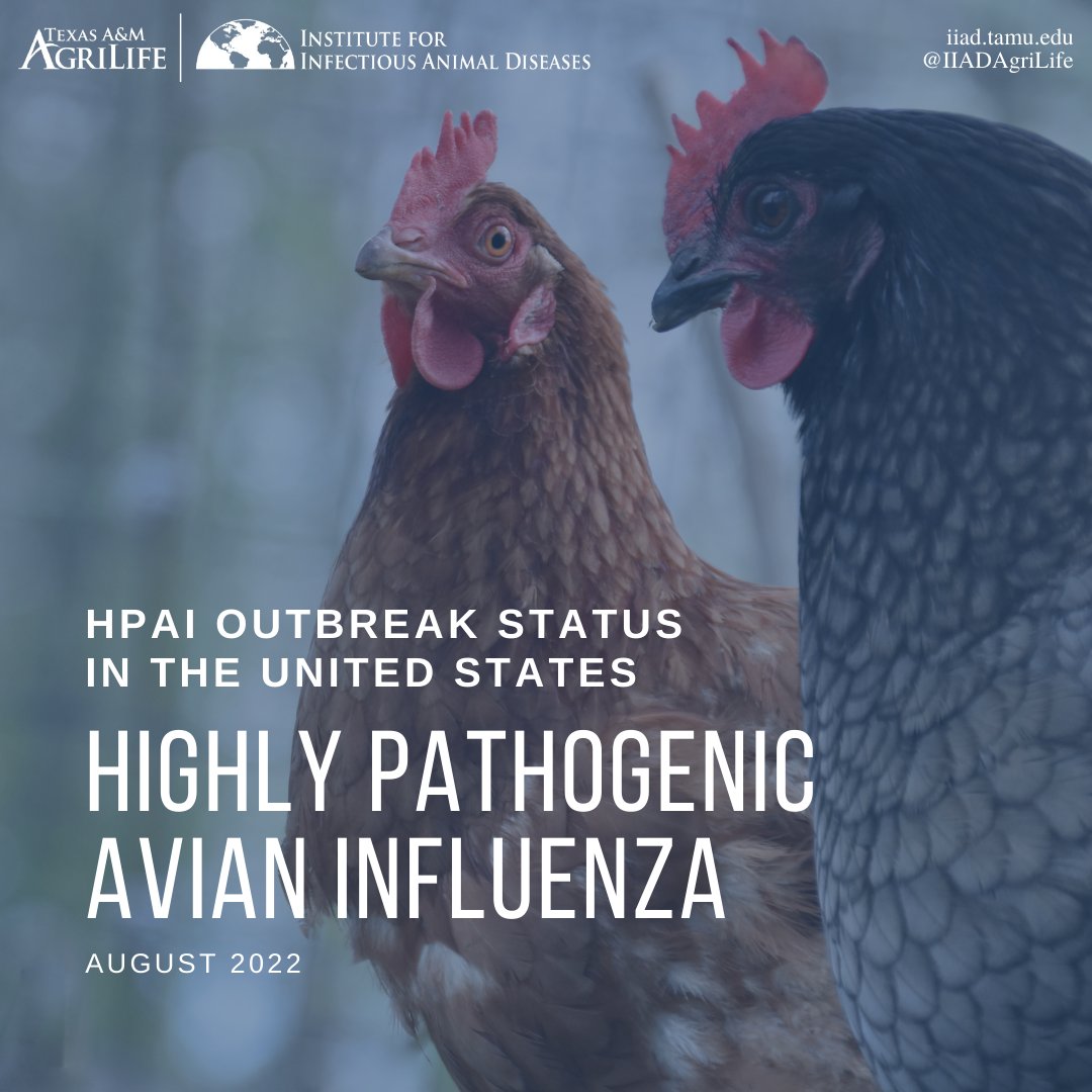 IIADAgriLife's tweet photo. Have you heard about the ongoing highly pathogenic #AvianInfluenza outbreak? @CDCgov reported more than 40M poultry have been affected since February.

Visit @USDA_APHIS website for updates: https://t.co/9caiPJxzUo 
#IIAD #StayInformed #diseaseoutbreak #HPAIoutbreak #birdflu https://t.co/lKHnVAfJ3k