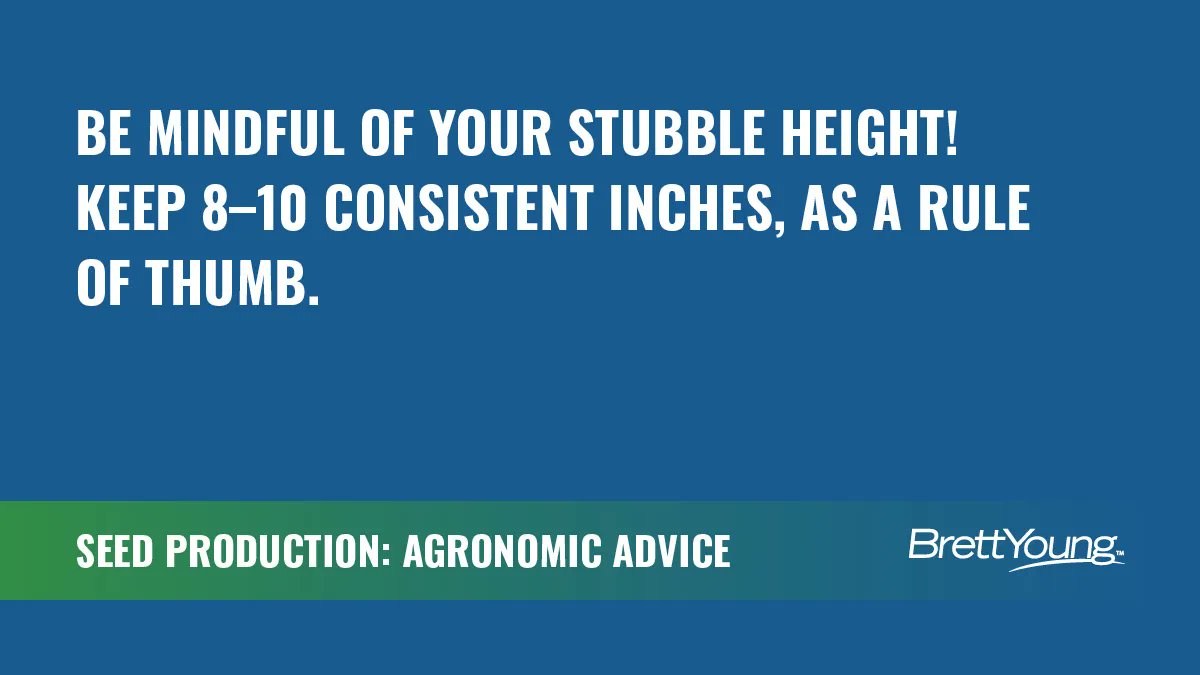 BrettYoungSeeds's tweet photo. Take extra care with your nurse crop harvest – it can greatly improve over-winter survivability for your underseeded grass crops!

Avoid leaving tough chaff behind and remember: be mindful of your stubble height (keep 8–10 consistent inches, as a rule of thumb). https://t.co/BTg99eHXm9
