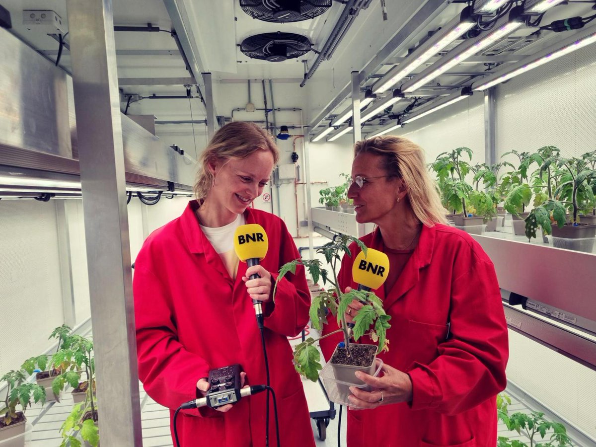 BNR Nieuwsradio (@bnr) on Twitter photo Jaarlijks gaat ruim een kwart van alle oogsten wereldwijd verloren aan ziektes en plagen. Onderzoekers van de <a href="/UniUtrecht/">Utrecht University</a> bekijken niet alleen hoe planten zichzelf precies verdedigen, maar ook hoe we die afweer sterker kunnen maken #wetenschapvandaag bnr.nl/podcast/wetens… Jaarlijks gaat ruim een kwart van alle oogsten wereldwijd verloren aan ziektes en plagen. Onderzoekers van de <a href="/UniUtrecht/">Utrecht University</a> bekijken niet alleen hoe planten zichzelf precies verdedigen, maar ook hoe we die afweer sterker kunnen maken #wetenschapvandaag bnr.nl/podcast/wetens…