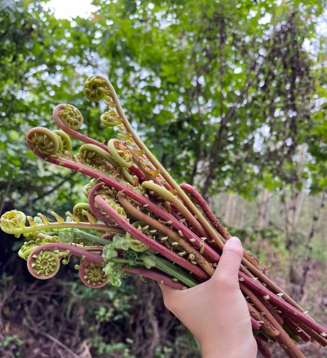 大山的馈赠，儿时的快乐就是采摘各种野菜。这个生长环境比较特殊，北方的友友再来猜猜它是啥呀？