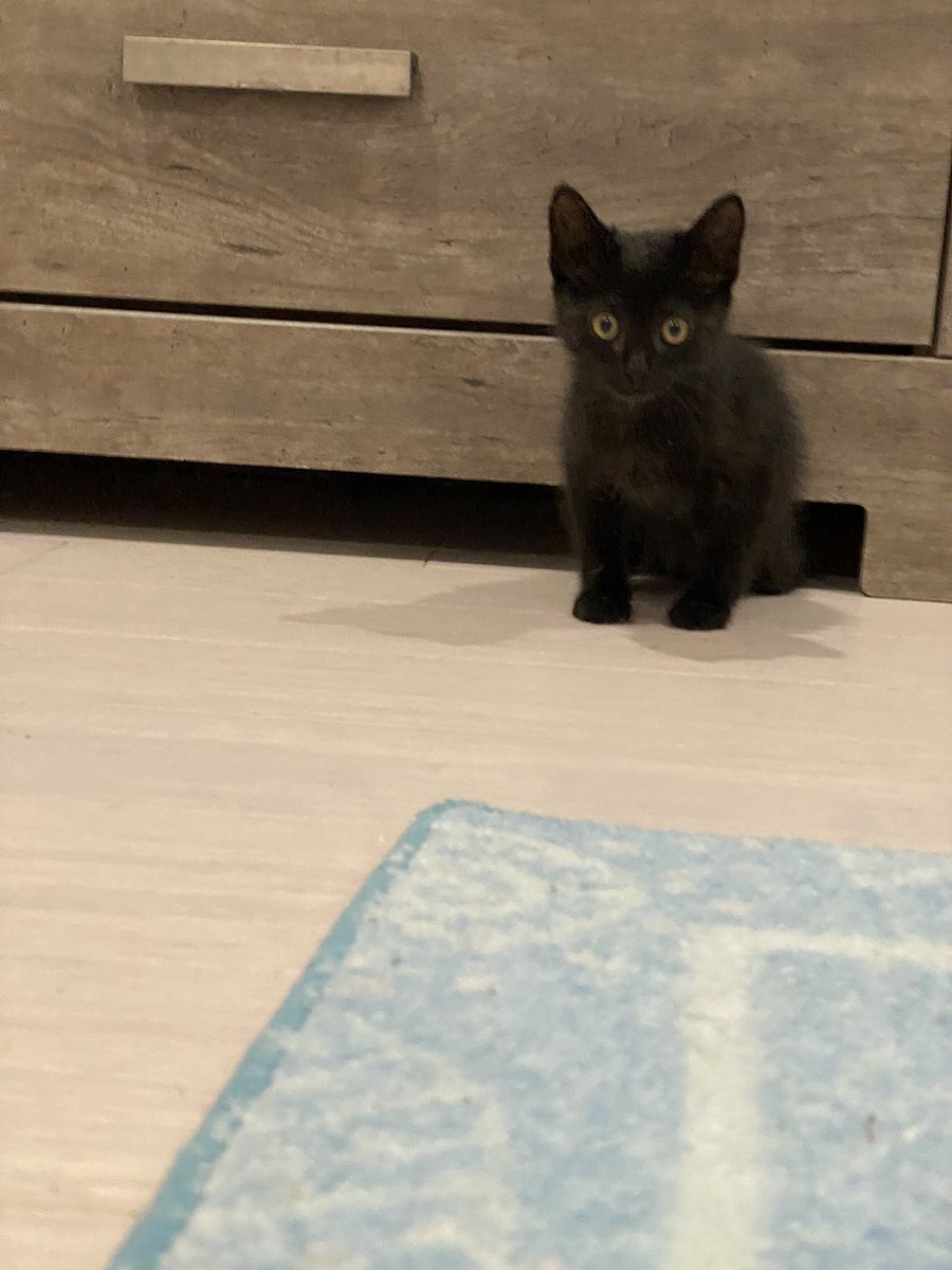 BMason717's tweet photo. #BlackCatAppreciationDay #blackcats ♥️ https://t.co/kayH7UFkj2