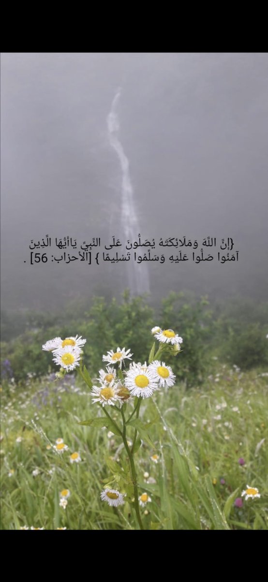 الصقر tweet media