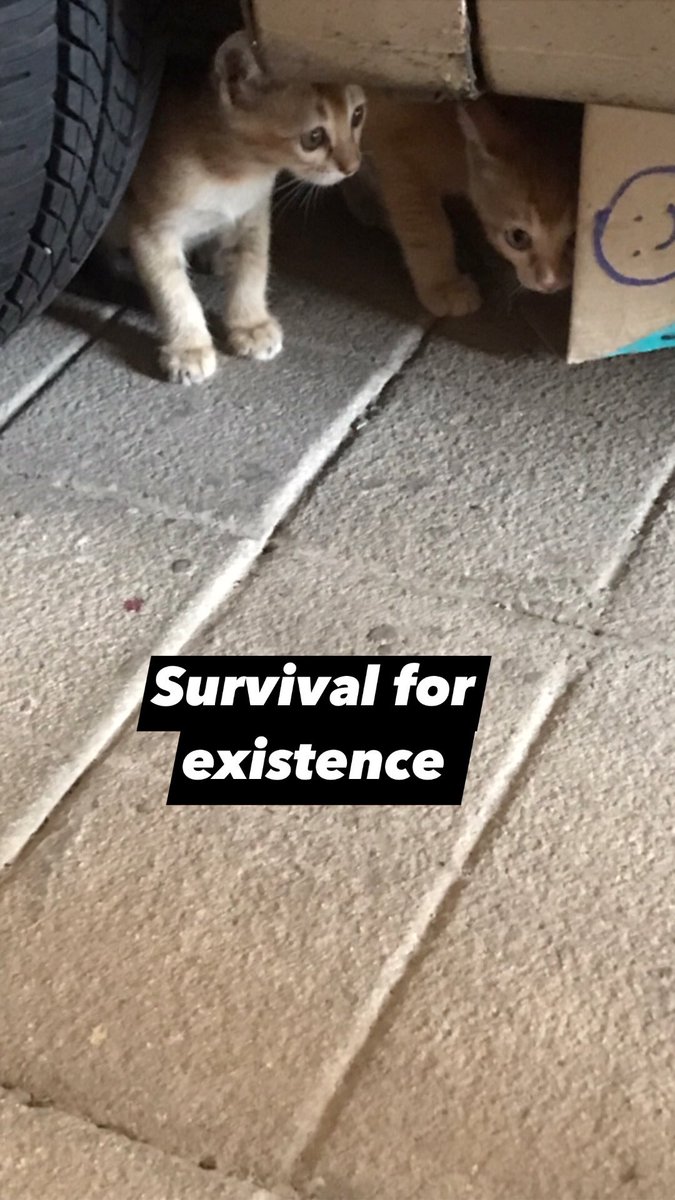world_of_lit's tweet photo. #Literature #worldofliterature #literaturequotes #literaturelovers #LiteraturePosts #LiteratureReview #worldliterature #humannature #quote #quotes #quotesoftheday #quotestoliveby #quotingmyself #CatsOfTwitter #kittens https://t.co/0YjyG6ENqZ
