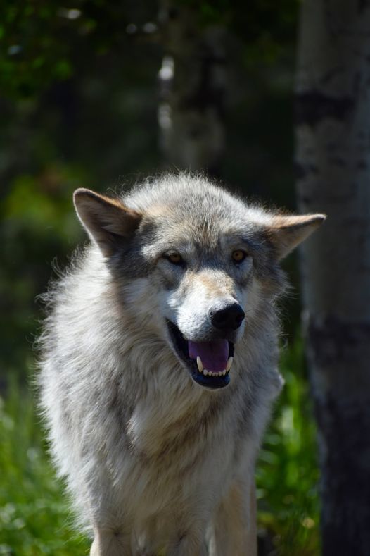 A great day we hope you have! <(°.°)>
Image: Colter, a gray wolf with a light gray coat stands with his mouth open and ears on the sides of his head, looking eerily similar to a beloved Star Wars character.