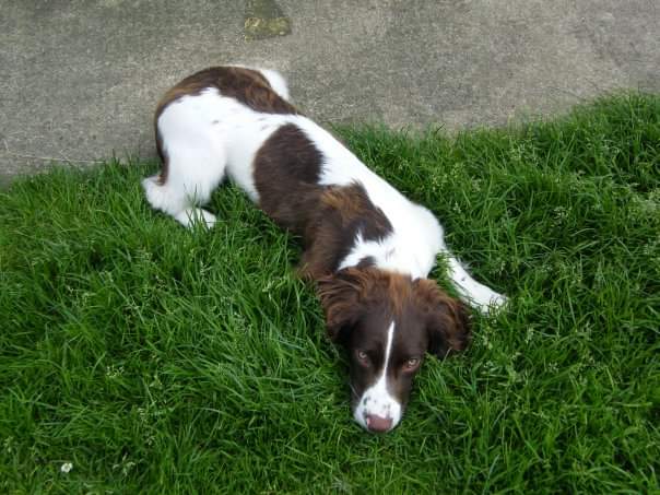 Had to say goodbye to the bestest tennis ball retriever ever today, Sanka, 14. Run free lad.