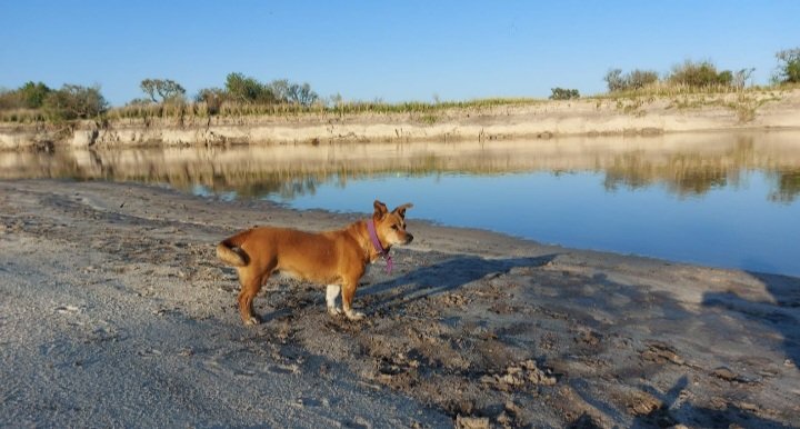 ___valecastre's tweet photo. La odila? Fan n°1 de ir al río, la primera en subirse a la chata cuando escucha que estamos cargando😅❤️ https://t.co/blznuJjQPe