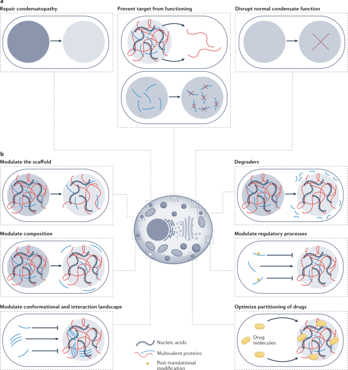 Modulating biomolecular condensates: a novel approach to drug discovery go.nature.com/3dH1TBq 

A new Perspective discussing strategies and technologies to identify and characterize drug candidates that target condensates linked to cancer, neurodegenerative diseases and more