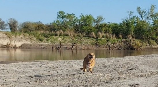 ___valecastre's tweet photo. La odila? Fan n°1 de ir al río, la primera en subirse a la chata cuando escucha que estamos cargando😅❤️ https://t.co/blznuJjQPe