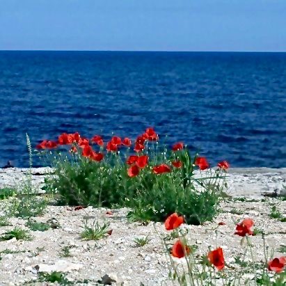 Bonita tarde 
💙🤍☀️🌻🍃🪷🌊🪸

#TardesDeVerano 

©️Michel Schamp