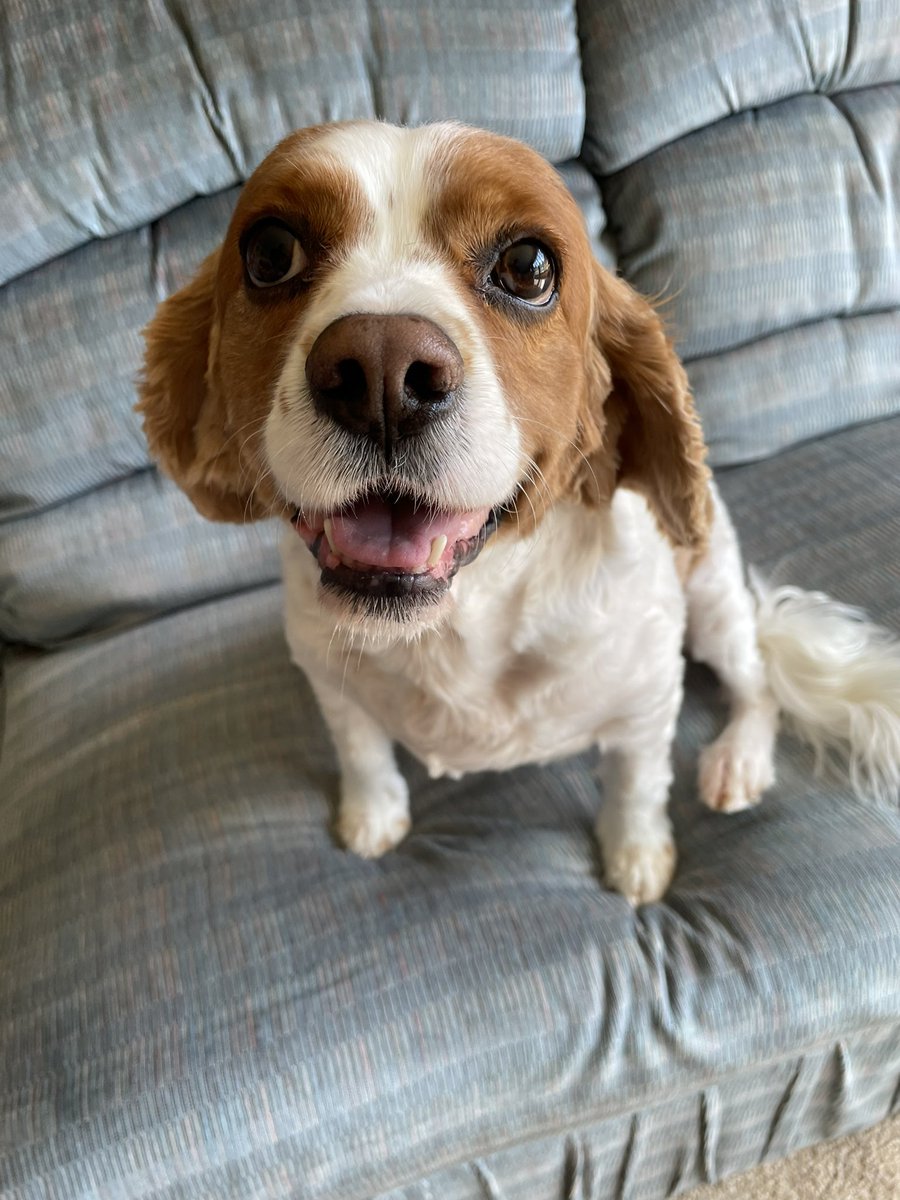 My handsome Logan! #cavalierkingcharles #cavpack #dogs #DogsofTwittter