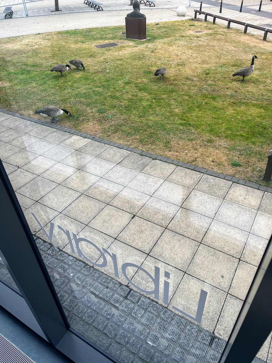 ianformation's tweet image. #librarygeese