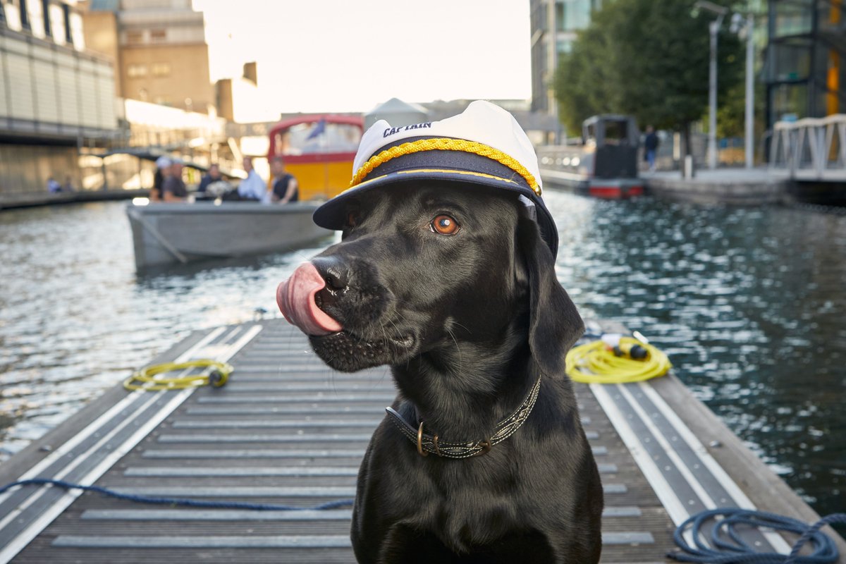 CutTheBullComms's tweet photo. International Dog Day 26th Aug - 2x stories:

GoBoat offering a free dog taxi service &amp; free boats for dogs next week #journorequest #prrequest https://t.co/VAjmDjtXiP