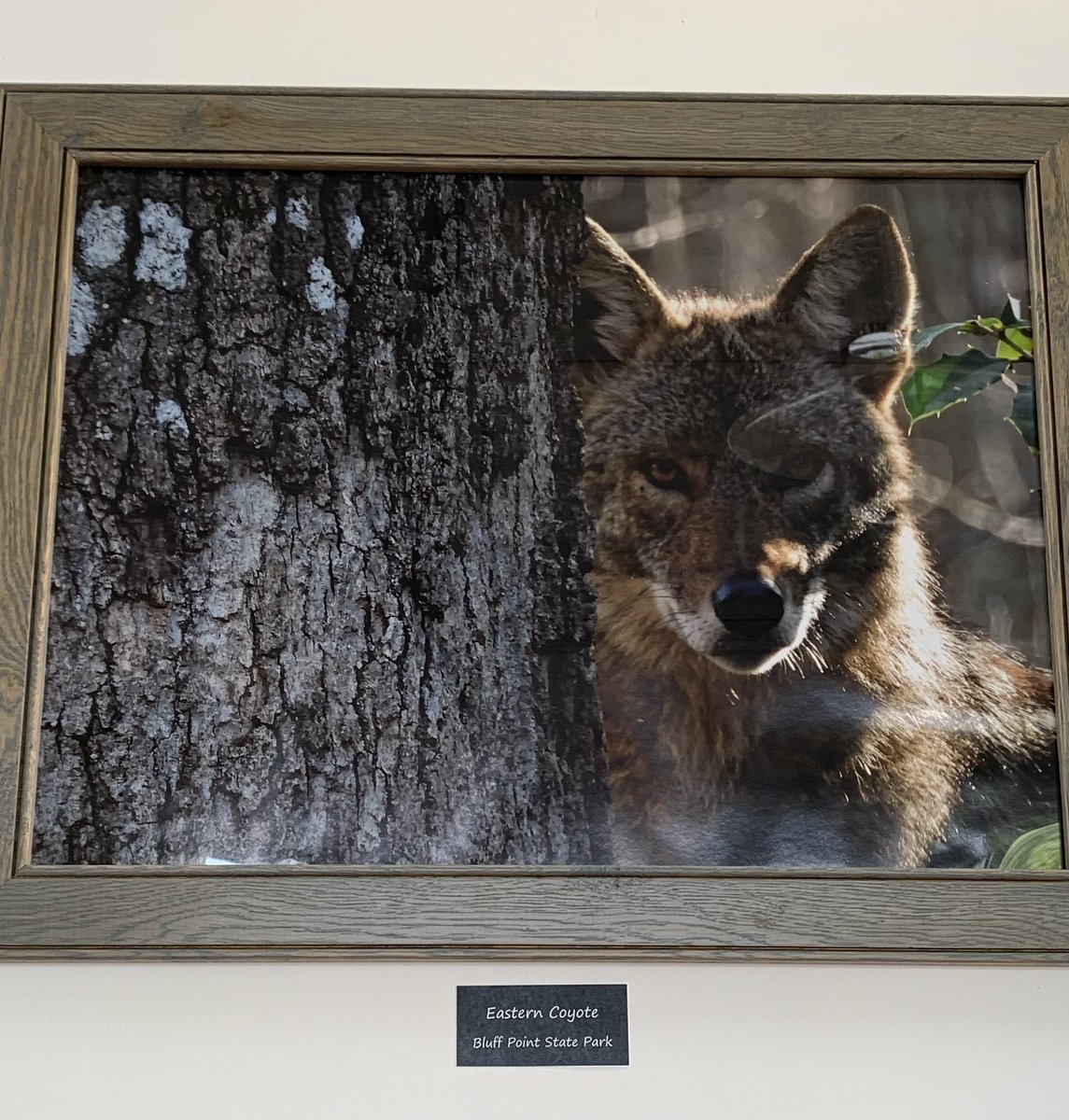 CTFortTrumbull's tweet photo. We are very proud of our #ResidentPhotog and his work. We’ve put several of his photos from our parks #BluffPoint #HaleyFarm and @CTFortTrumbull on display. Stop by and see them. They are much better in person 😁#ctnaturefans @CTStateParks https://t.co/bc64JtJTvk