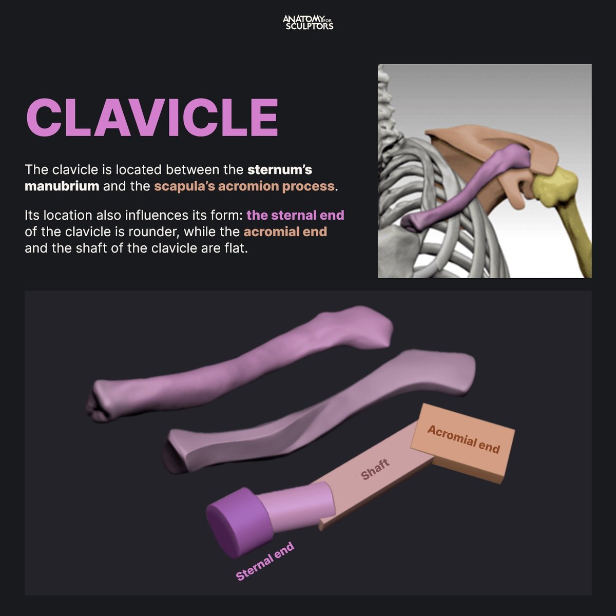 A4Sculptors's tweet image. The clavicle is located between the acromion process and the sternum, with various muscles surrounding it. Surroundings influence its appearance i.e. the visibility of the clavicle changes, depending on how trained the pectoralis major muscle is. Read more:anatomy4sculptors.com/article/should…