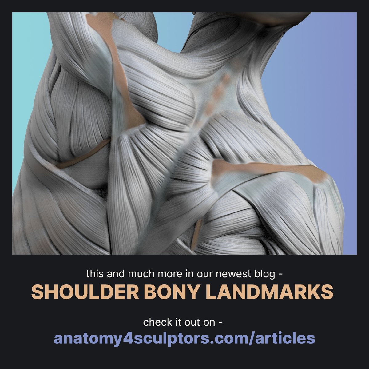 A4Sculptors's tweet image. The clavicle is located between the acromion process and the sternum, with various muscles surrounding it. Surroundings influence its appearance i.e. the visibility of the clavicle changes, depending on how trained the pectoralis major muscle is. Read more:anatomy4sculptors.com/article/should…