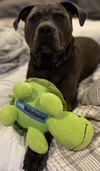 goPathSolutions's tweet photo. We see another PathSolutions turtle has found a new friend. #CiscoLive https://t.co/ke9xWEDXXJ #NetOps #TotalViewTurtle #dontTurtle https://t.co/EePQkFNwBE