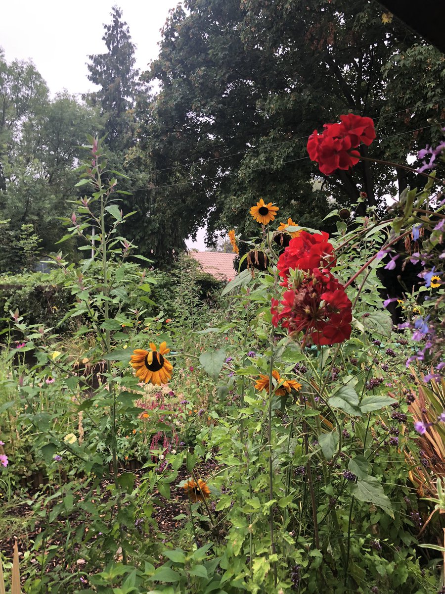 ValmanVal's tweet image. How privileged am I ? Working Iver Nature Study Centre today. Beautiful setting in th @Colne_Valley