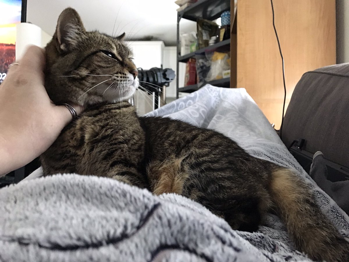 KamiAnya1's tweet photo. #DailyEclipse she’s rumbling and leaning her head against my hand 🥰 https://t.co/iPU69ulnMy