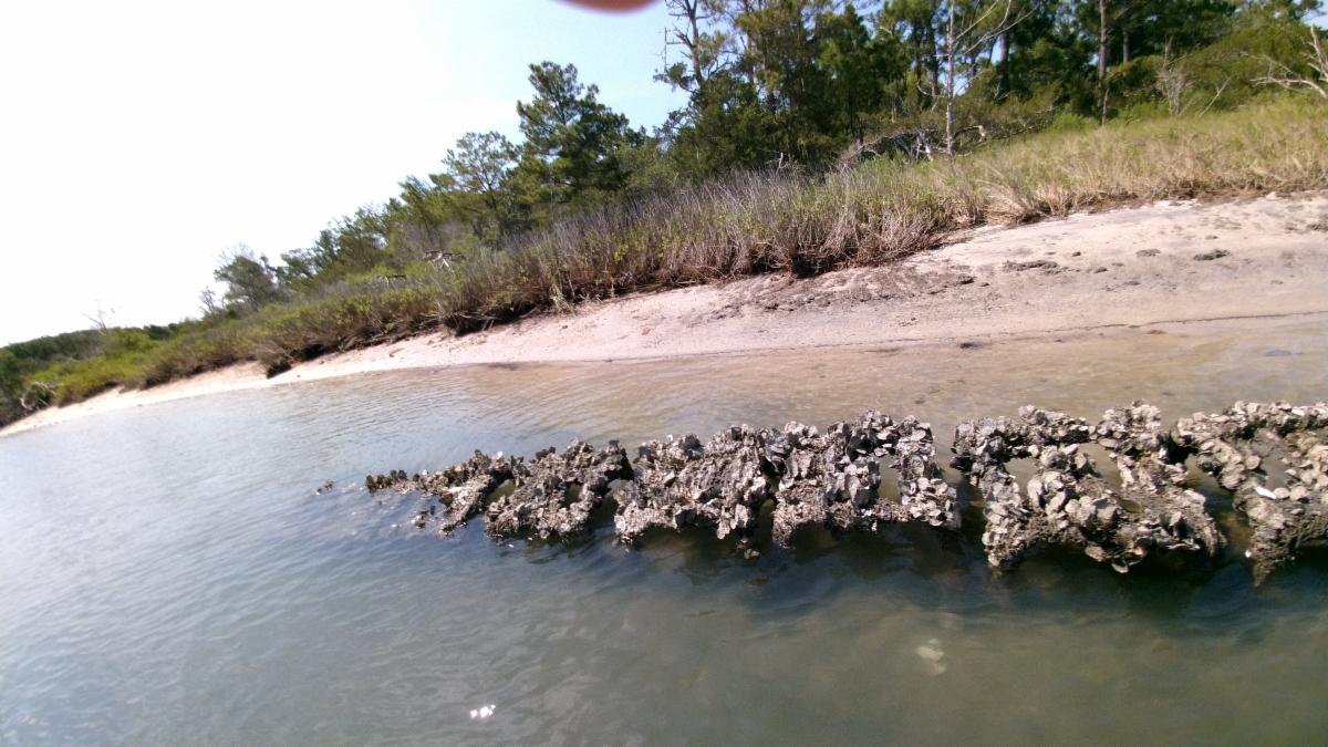 You may have seen these oyster-covered structures along the southern shoreline of #RachelCarsonReserve. @GittmanR from <a href="/EastCarolina/">ECU</a> is studying if restoring oyster reefs can offset coastal erosion &amp; habitat loss, which is heavily affected by boat wakes in Taylor’s Creek.