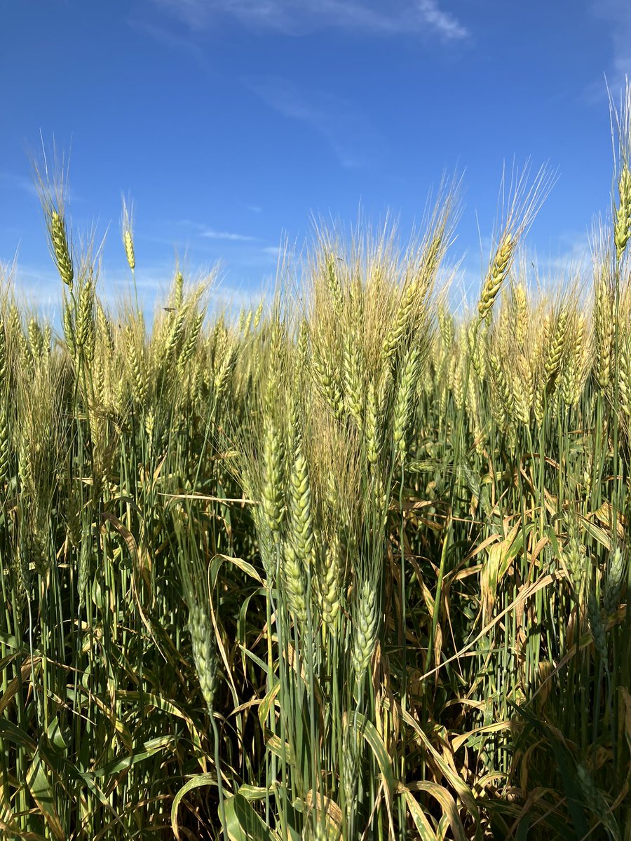 AllianceSeed's tweet photo. Our Wednesday is off to a great start - touring @PatersonGrain Sir William Stephenson Research Centre this morning. It was great to see our varieties #AACPerform-ing under high and low input scenarios. #Research #PlotTours #AllianceSeed https://t.co/BS5u1Q9CYT