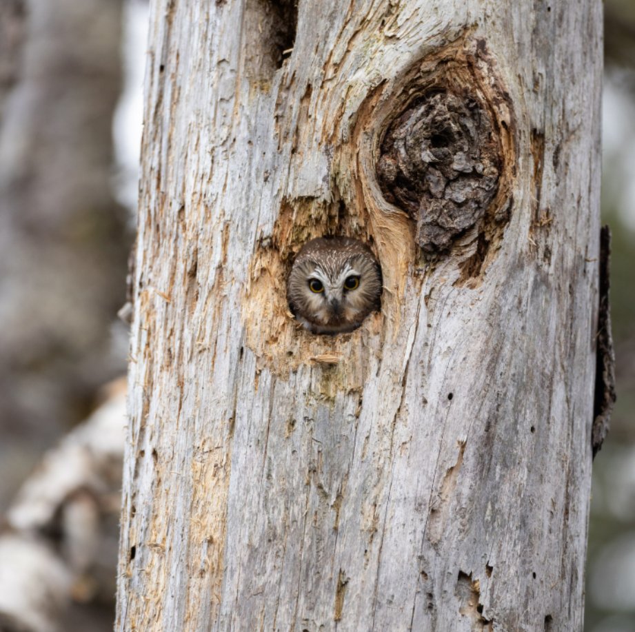 zoleolifeca's tweet photo. Nature’s best camo. 🦉 #WildlifeWednesday #ZOLEOlife

📷: @AdamHillPhoto 

#ZOLEO #SOS #outdoortech #safety #noservicenoproblem #offthegrid #gobeyond #wildlife #nature #owl https://t.co/uqsUfK4b1S