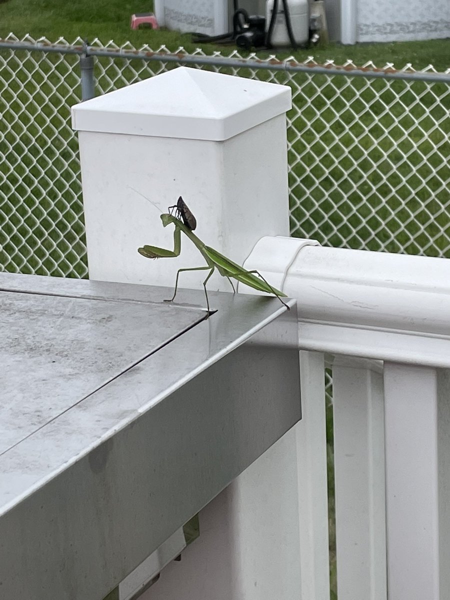 dsals_teachtech's tweet photo. @NJGov need some advice here 🤔😆 #prayingmantis #spottedlanternfly https://t.co/AMXt8wIOzo