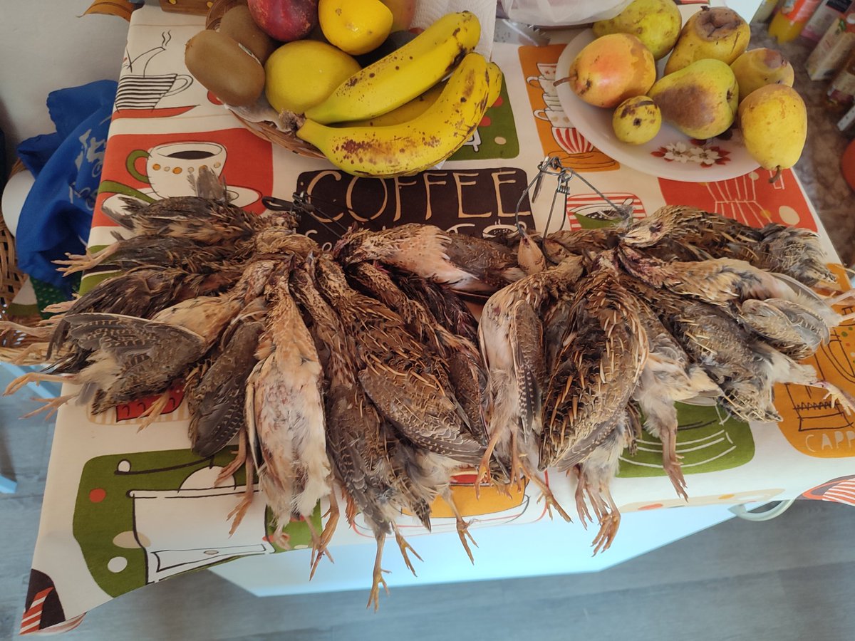 Comienzo de la media veda, mucha suerte el primer dia por la mañana, por la tarde solo tres codornices, el segundo dia solo 2, pintaba mal y asi fue