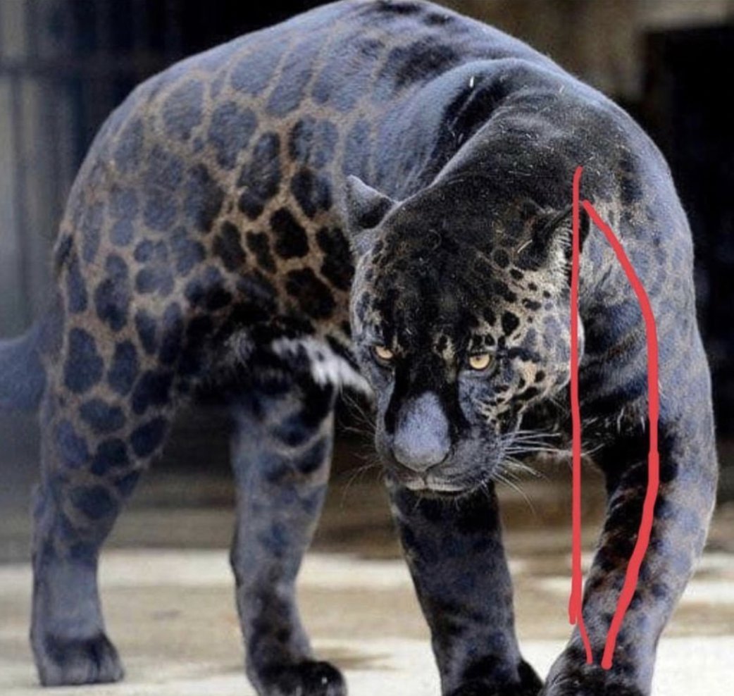 A lotta people know the ins & outs of lifting.

Very few understand the MASSIVE role that mobility/j...