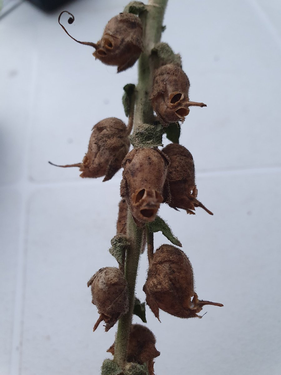 VolleKanneHoshi's tweet image. Was fällt dir zu dem Bild ein? #twlz #schreibimpuls