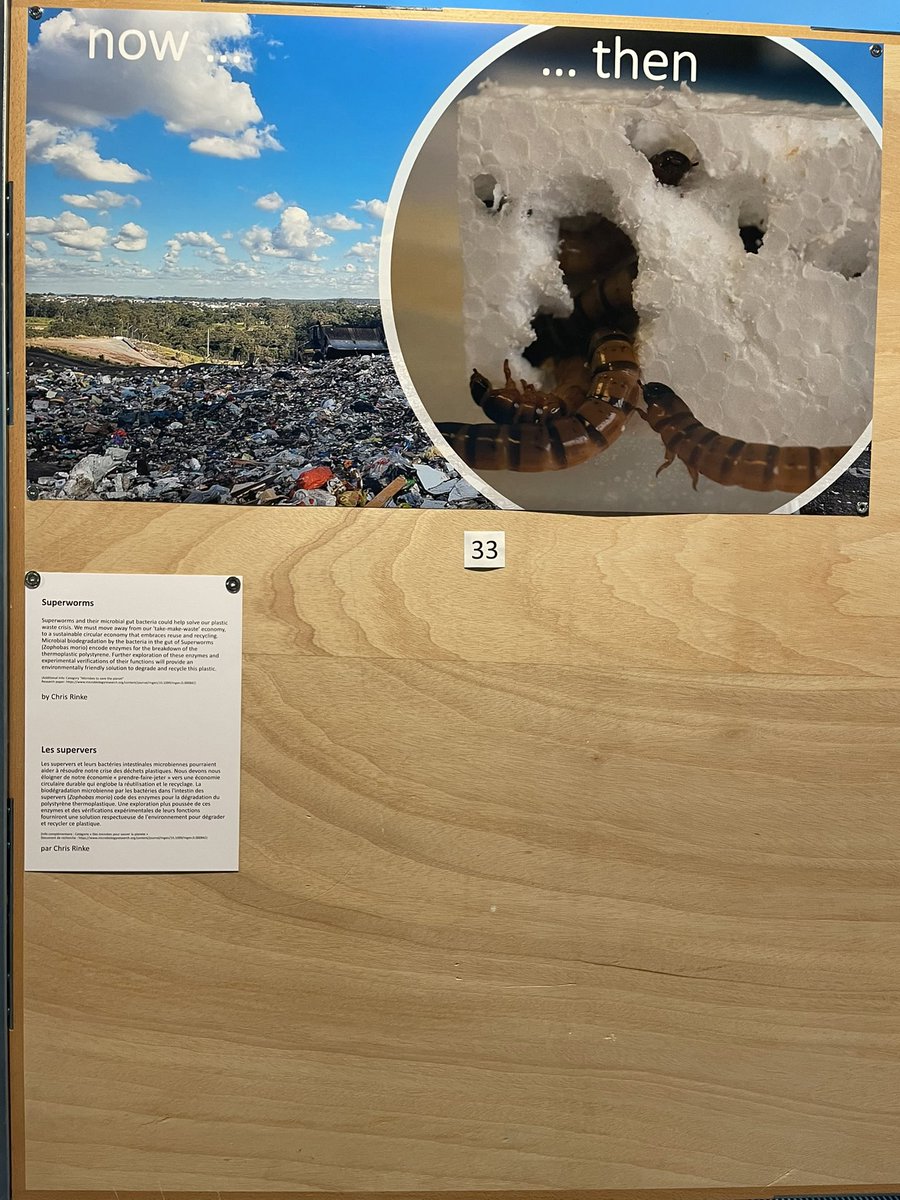 jemma_sun's tweet photo. If you are curious to learn how our Superworm heroes eating away the bad, come find me at #ISME18 at poster 602 this Thursday afternoon! 

And check out this interesting image submitted by my PhD supervisor @ChristianRinke https://t.co/QEpUzyITuU