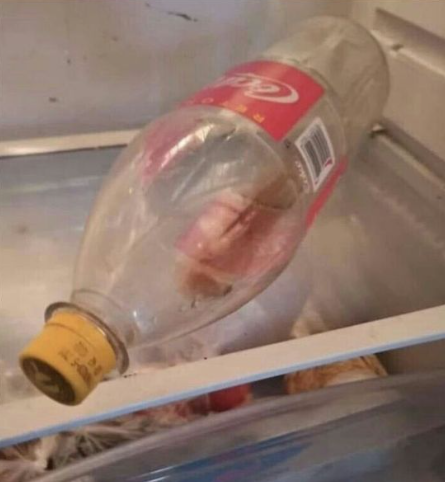 Flantasma1's tweet photo. Mi hermano: Ahí te deje coca en la heladera
La Coca: https://t.co/dPk6KYJPGL